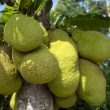 Jackfruit Pixabay