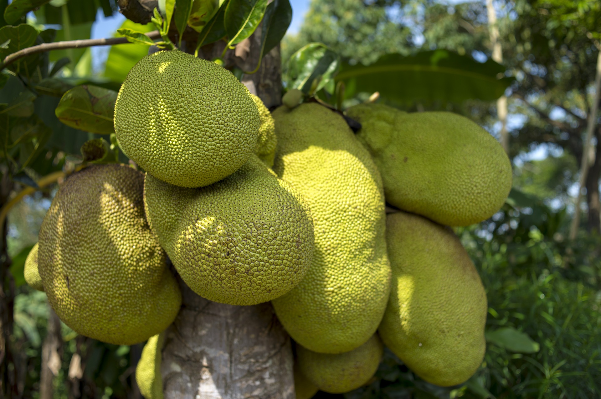 Jackfruit Pixabay
