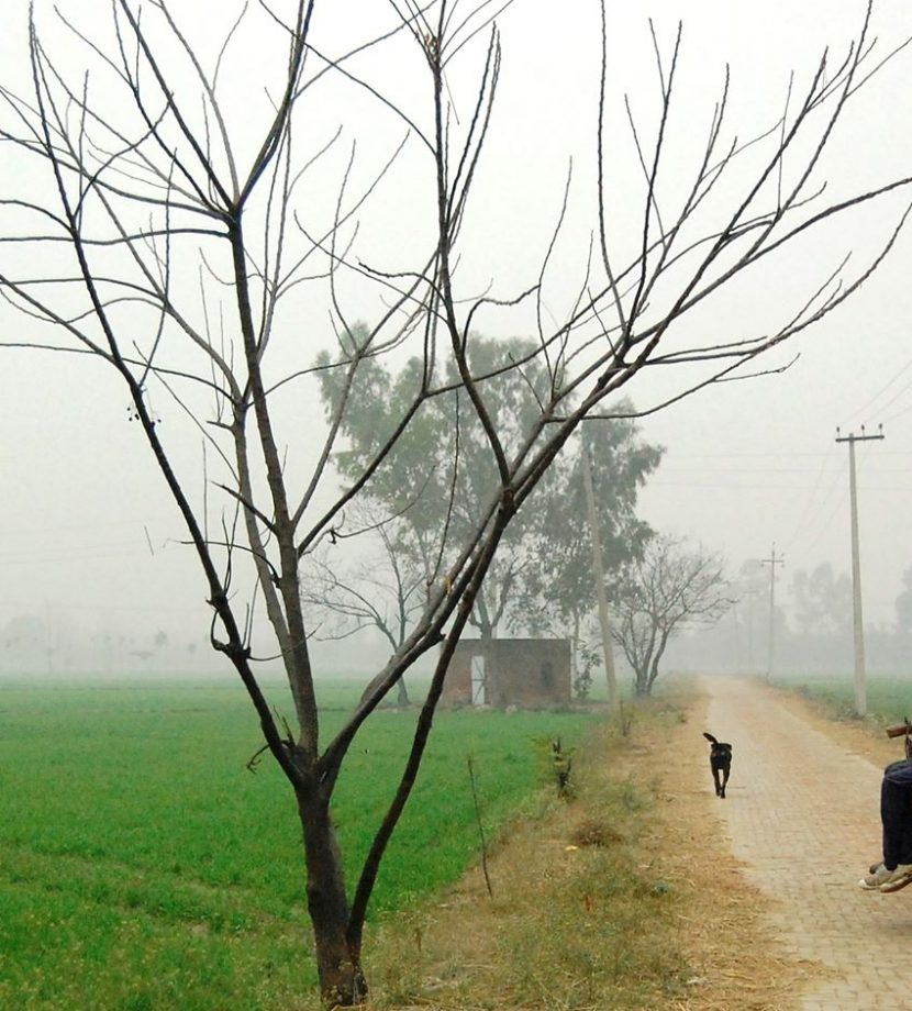 Fields E1638981883184