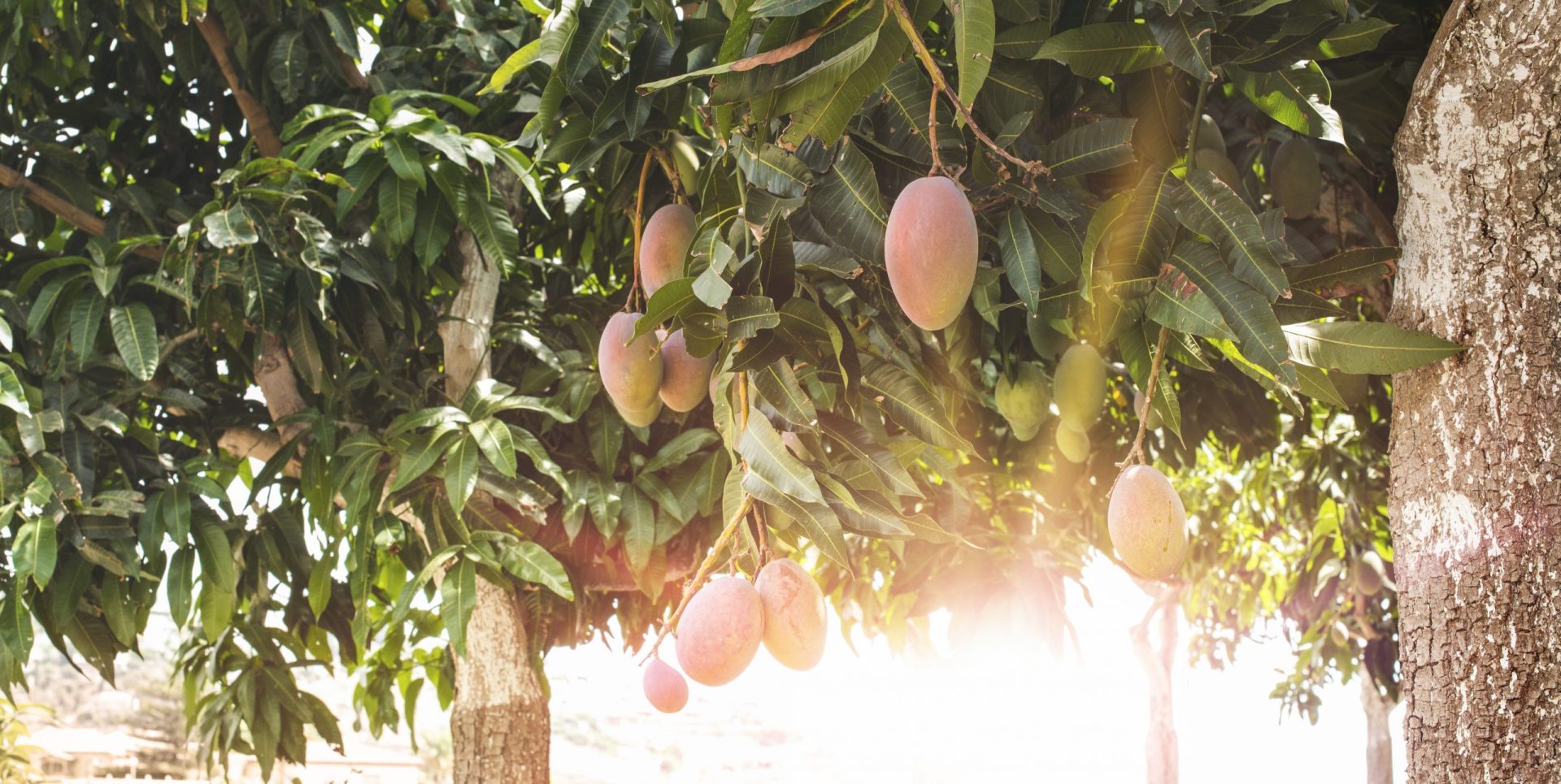 Mango Tree Scaled E1655308225777 Scaled
